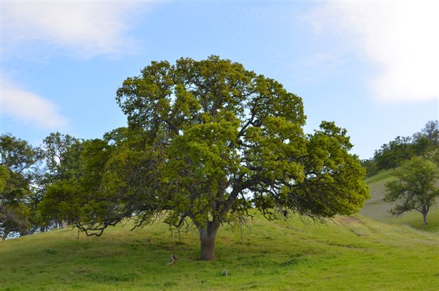 SunFed Land